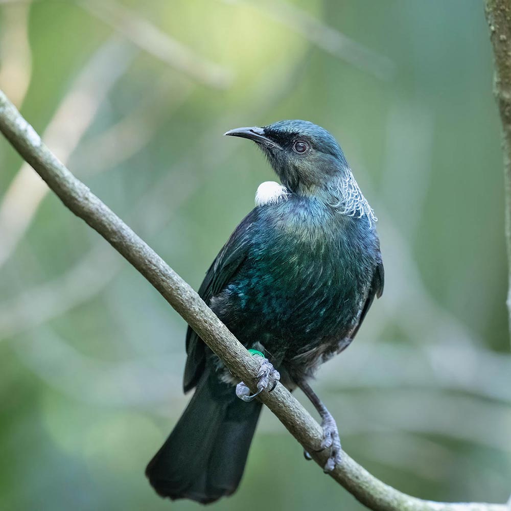 Tui Balms My Natural Health