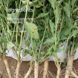 SuperFeast | Ashwagandha